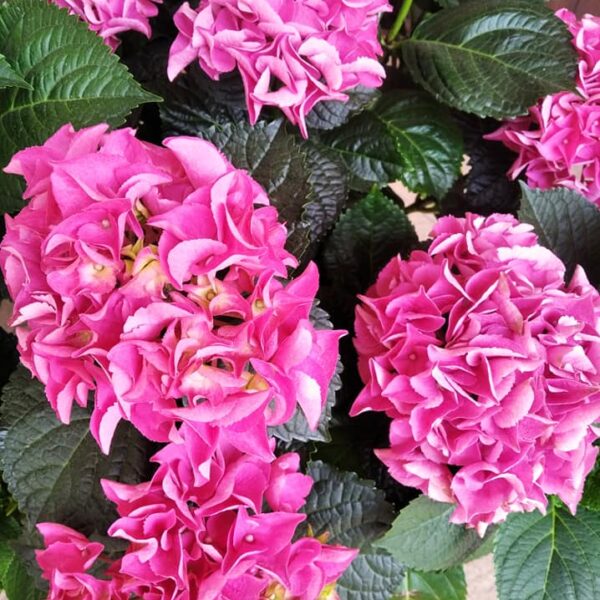 101984003_2701593690165027_4413441434829455360_n