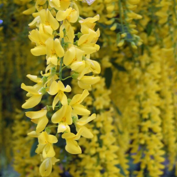 30728057_2041291139528622_1700761814620438528_n