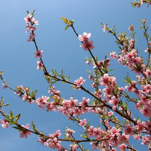 31318370_2046000299057706_3271198180993138688_n