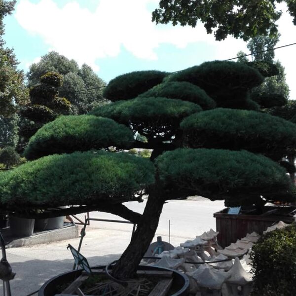 38128349_2129953010662434_8160533412537434112_n