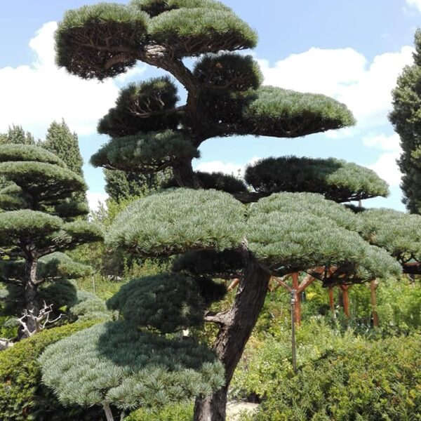 38218408_2129952667329135_1052638059809472512_n