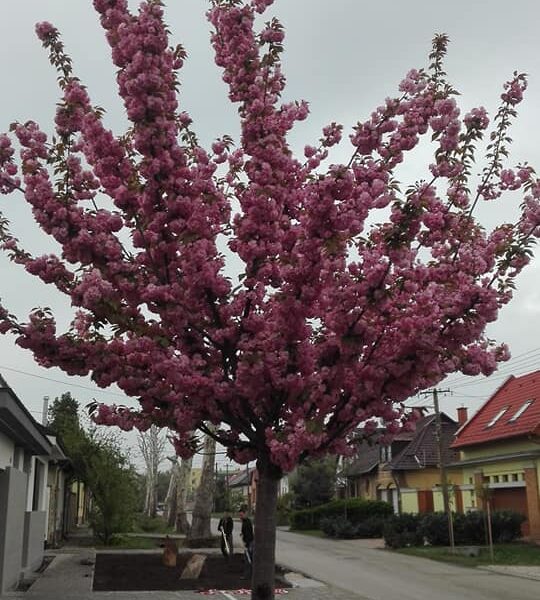 57000722_2315387108785689_1547517862535495680_n