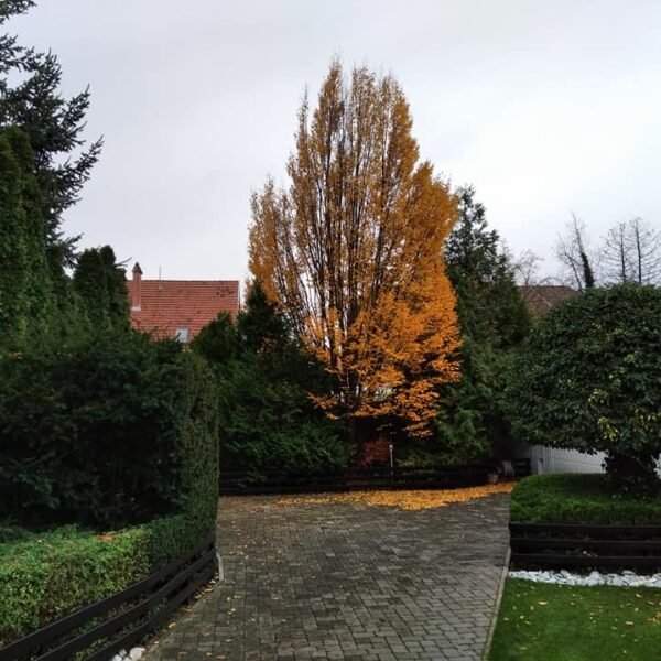 77287249_2495728997418165_7254439525198331904_n